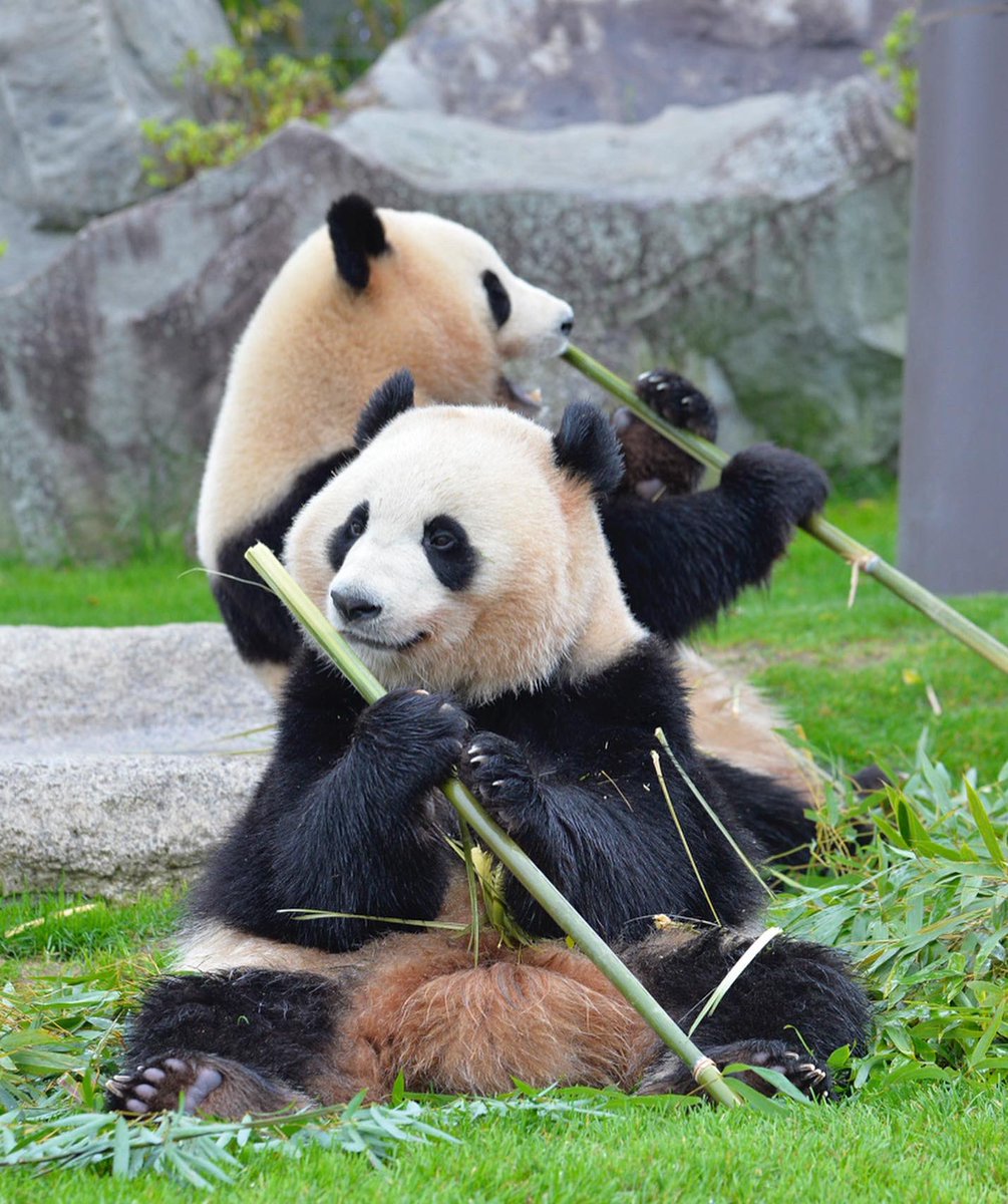 HELLOPANDA2017's tweet photo. Thanks, Love,
Origin of HELLO PANDA
#pandamental https://t.co/Ofq88cBEfy