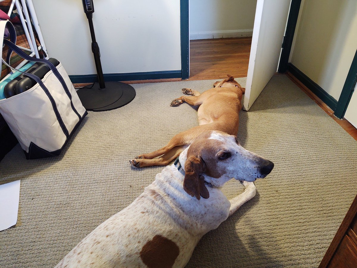 MorningDogs's tweet photo. Best colleagues! https://t.co/CjsVEA3SNs