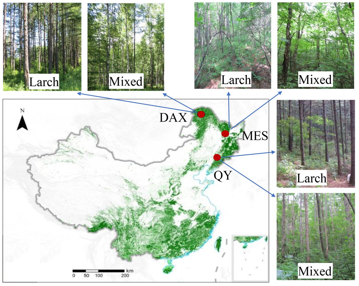 ESAEcosphere's tweet image. A new study characterizes the ecosystem #nitrogen status of secondary forest &amp;amp; larch plantations across northeastern China

doi.org/10.1002/ecs2.4…

#NutrientAvailability #ForestTypes #OpenAccess