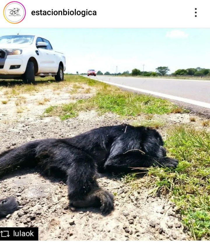 The carayas would be needing more bridges!  For fauna!. let's howl!  50% of all sales will go to <a href="/estacionBC/">Estación Biológica Corrientes</a>..it's never too late to take action!
Los carayas necesitan de mas puentes!! Pasa fauna!.Vamos auyemos!!  El 50 % de todas las ventas seran destinadas para la <a href="/estacionBC/">Estación Biológica Corrientes</a>..