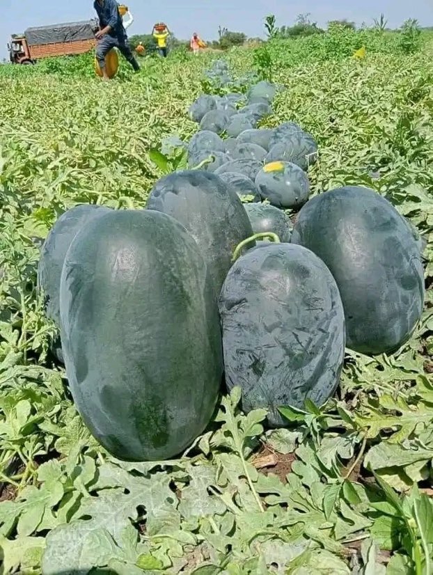 Clean watermelon farming is rewarding! Like and retweet if you are interested!