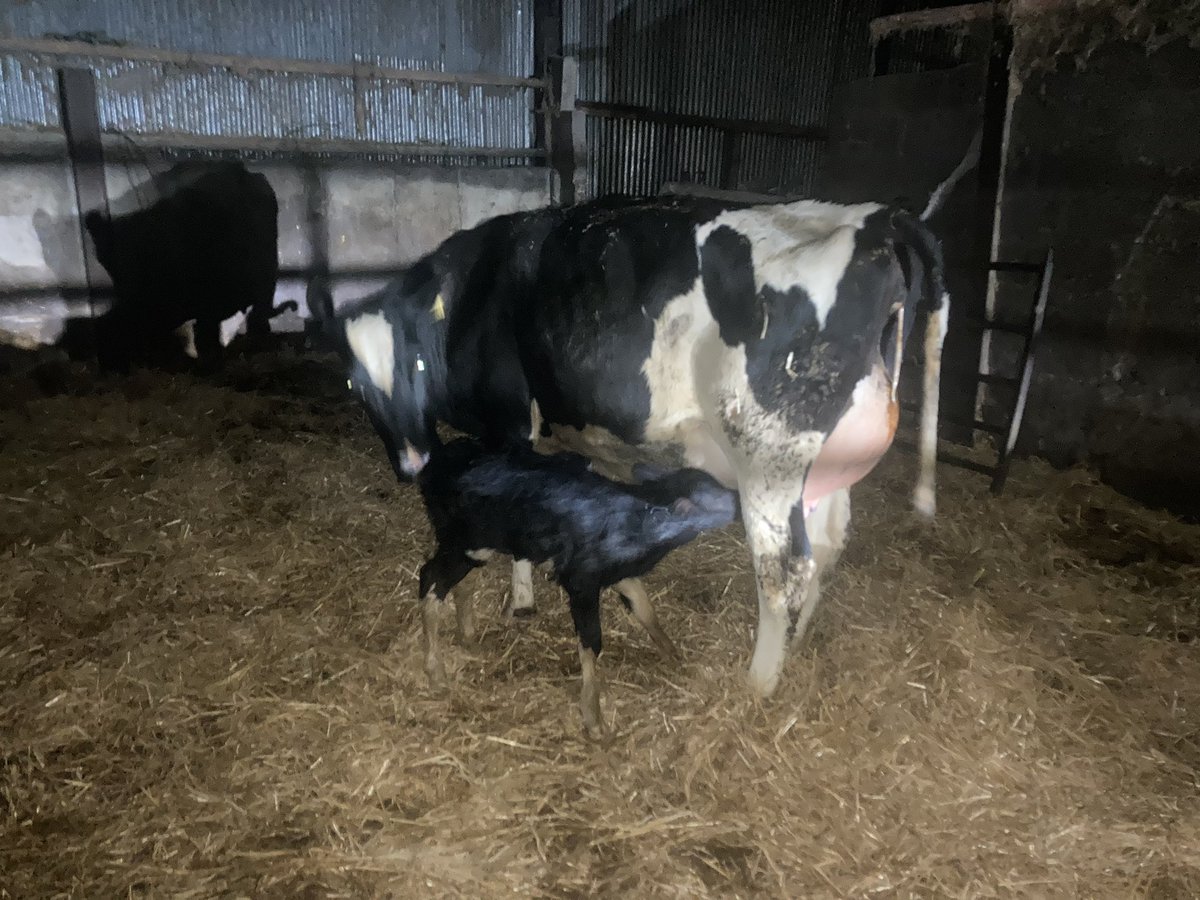 You’d miss the cows