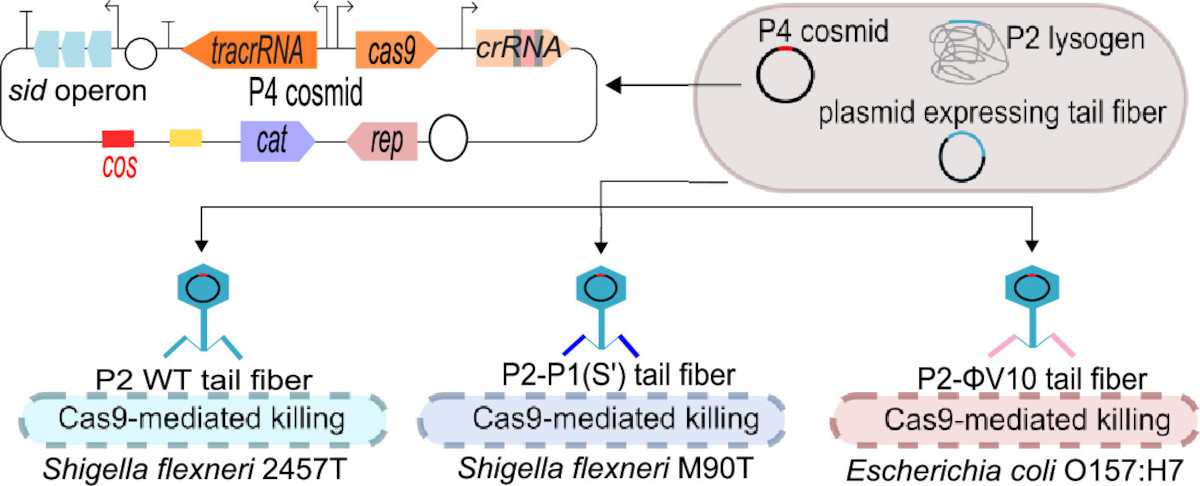 "Here, we developed a bacteriophage P4 cosmid system for the delivery of a Cas9 antimicrobial into clinically relevant human gut pathogens"

From <a href="/popfaarun/">popfaarun</a> et al <a href="/SBSatEd/">Biological Sciences | University of Edinburgh</a> <a href="/EdinburghUni/">The University of Edinburgh</a> <a href="/hiczju/">HIC_ZJU</a> <a href="/ZJU_China/">Zhejiang University</a> 

pubs.acs.org/doi/10.1021/ac…

#CRISPR
#antimicrobial
#phage
#delivery