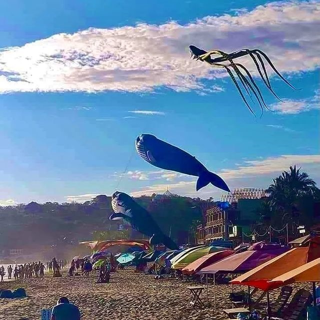 nvinoticiasoax's tweet image. #AsíSeVivió | El espectáculo visual que deslumbró a los asistentes del Festival Nudista de #Zipolite fue uno muy especial, pues por los aires del azul cielo de la playa se elevaron #papalotes gigantes que representan las principales especies que componen la nutrida fauna marina.