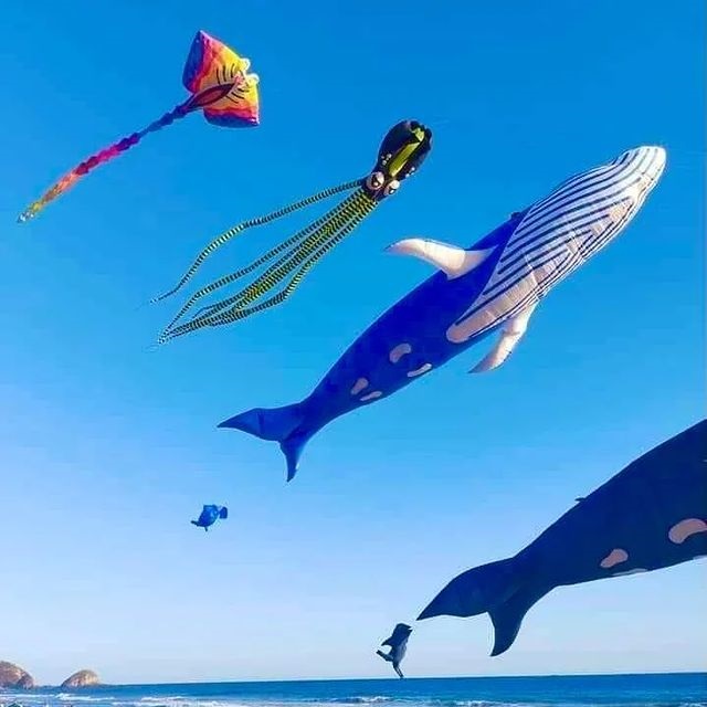 nvinoticiasoax's tweet image. #AsíSeVivió | El espectáculo visual que deslumbró a los asistentes del Festival Nudista de #Zipolite fue uno muy especial, pues por los aires del azul cielo de la playa se elevaron #papalotes gigantes que representan las principales especies que componen la nutrida fauna marina.
