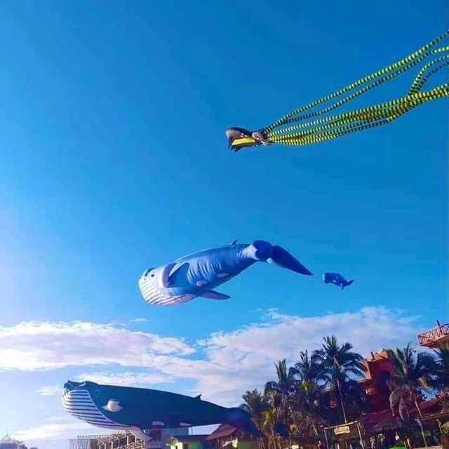 nvinoticiasoax's tweet image. #AsíSeVivió | El espectáculo visual que deslumbró a los asistentes del Festival Nudista de #Zipolite fue uno muy especial, pues por los aires del azul cielo de la playa se elevaron #papalotes gigantes que representan las principales especies que componen la nutrida fauna marina.