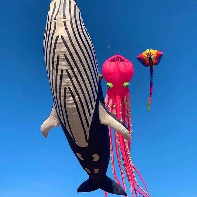 nvinoticiasoax's tweet image. #AsíSeVivió | El espectáculo visual que deslumbró a los asistentes del Festival Nudista de #Zipolite fue uno muy especial, pues por los aires del azul cielo de la playa se elevaron #papalotes gigantes que representan las principales especies que componen la nutrida fauna marina.