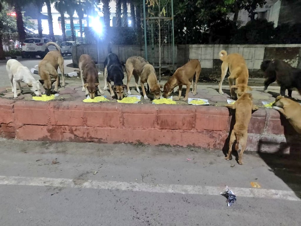 TheViditsharma's tweet photo. Feeding Visuals ❤️

#Dogs
#LetsDoMore https://t.co/bGMUX6MasV