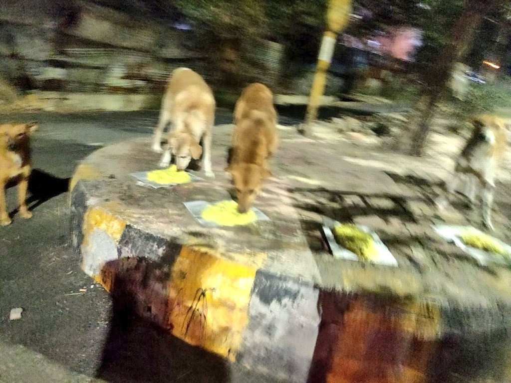TheViditsharma's tweet photo. Feeding Visuals ❤️

#Dogs
#LetsDoMore https://t.co/bGMUX6MasV