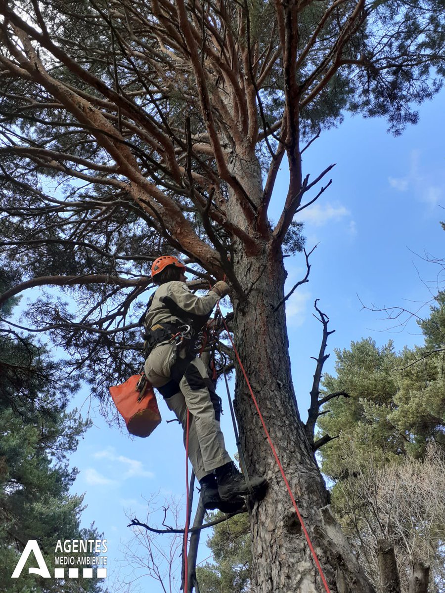 AAMM_And's tweet photo. @AAMM_And del #ENSierraNevada que integran la #UVCA colaboran con el Instituto de Ciencias Forestales del @INIA_es en la recolección de piñas de pino silvestre, dentro del proyecto OLDFORES (Vulnerabilidad y resiliencia de los bosques maduros frente al cambio climático). https://t.co/lGRdaF2RCa