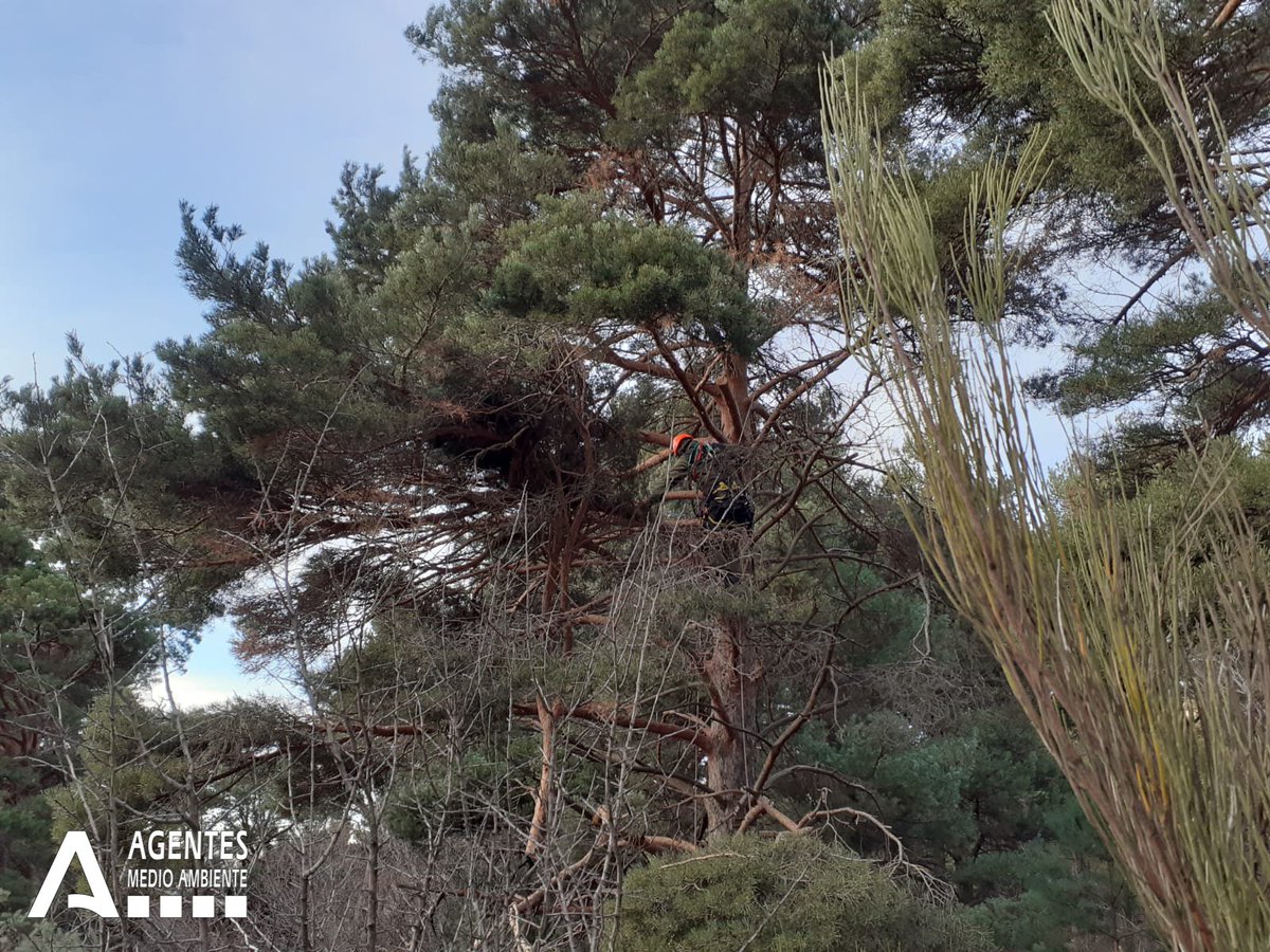 AAMM_And's tweet photo. @AAMM_And del #ENSierraNevada que integran la #UVCA colaboran con el Instituto de Ciencias Forestales del @INIA_es en la recolección de piñas de pino silvestre, dentro del proyecto OLDFORES (Vulnerabilidad y resiliencia de los bosques maduros frente al cambio climático). https://t.co/lGRdaF2RCa