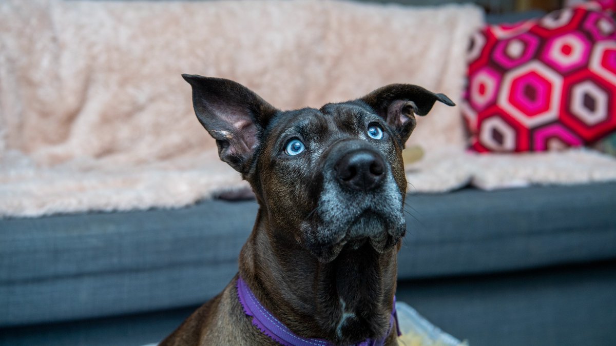 WE NEED HELP🙏

Having to give up a pet because of housing issues is a heartbreak we witness first-hand so we’re asking our supporters to urge <a href="/michaelgove/">Michael Gove</a> to push ahead in supporting pet-friendly housing!

Pets are family. Let the government know today 👉 bit.ly/3XibAqV