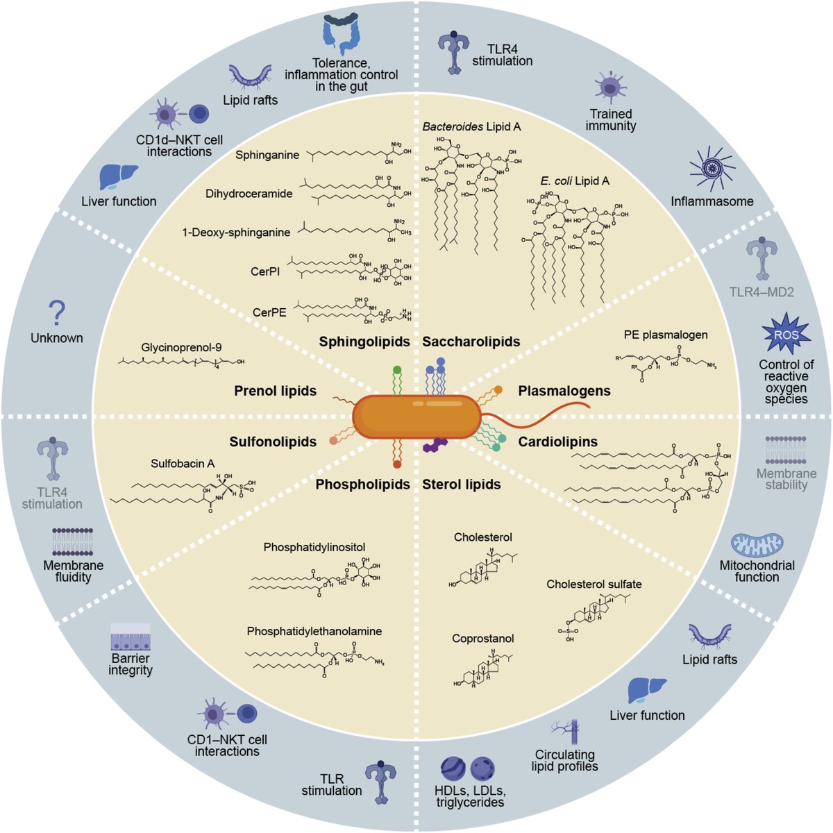 Cell Host & Microbe (@cellhostmicrobe) on Twitter photo Gut microbiome lipid metabolism and its impact on host physiology. Featured Review from <a href="/ericmichbrown/">Eric Brown</a> Clardy <a href="/HMS_BCMP/">Harvard Med BCMP</a> <a href="/TheXavierLab/">Xavier Lab</a> examining # lipids that #microbiome species can synthesize and their function on host physiology cell.com/cell-host-micr… Gut microbiome lipid metabolism and its impact on host physiology. Featured Review from <a href="/ericmichbrown/">Eric Brown</a> Clardy <a href="/HMS_BCMP/">Harvard Med BCMP</a> <a href="/TheXavierLab/">Xavier Lab</a> examining # lipids that #microbiome species can synthesize and their function on host physiology cell.com/cell-host-micr…