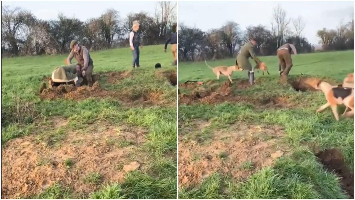 'Sickening' video obtained by ITV News 'shows illegal fox-hunt in progress' | @rupertevelyn writes itv.com/news/2023-02-0…