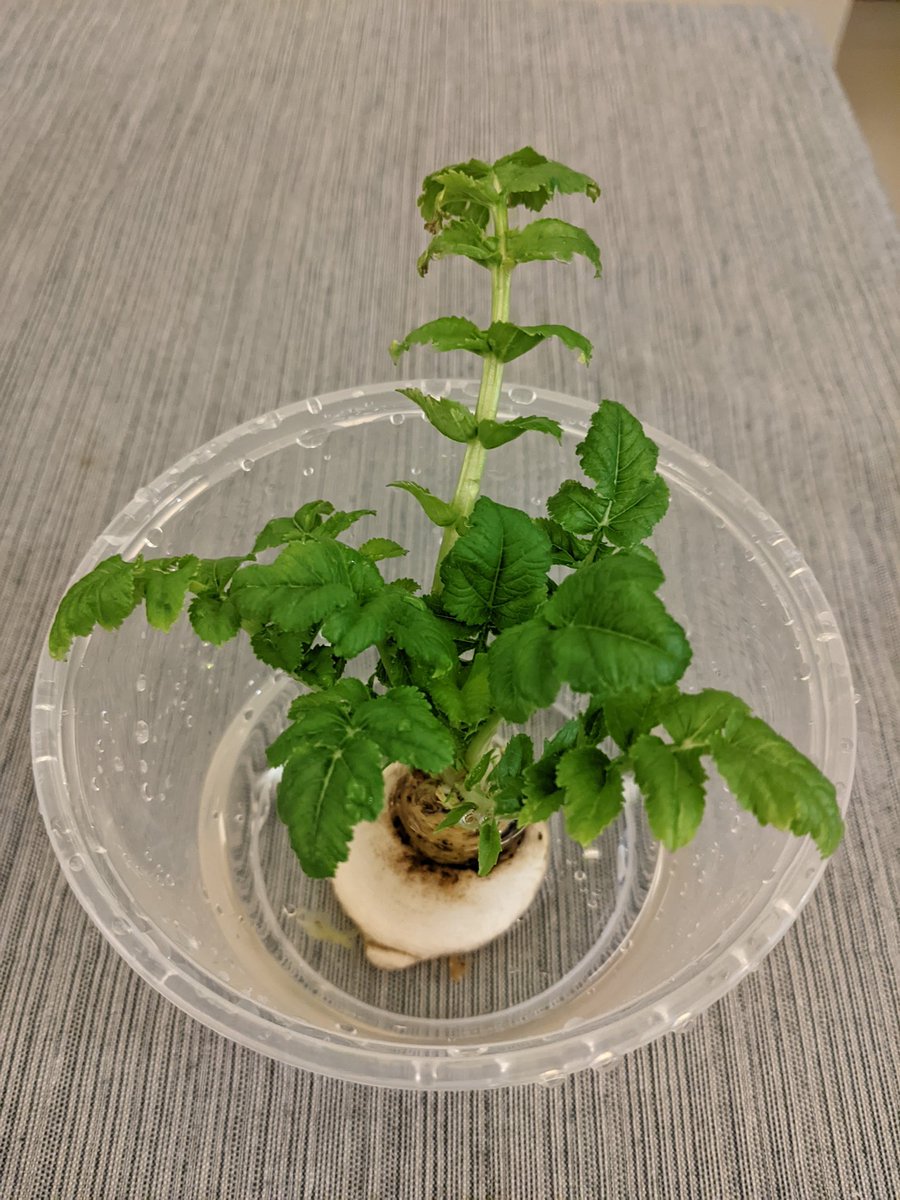 大根の葉 かい様 大根の葉 かい様 早どり葉大根(販売終了) | 花＆グリーン 通販