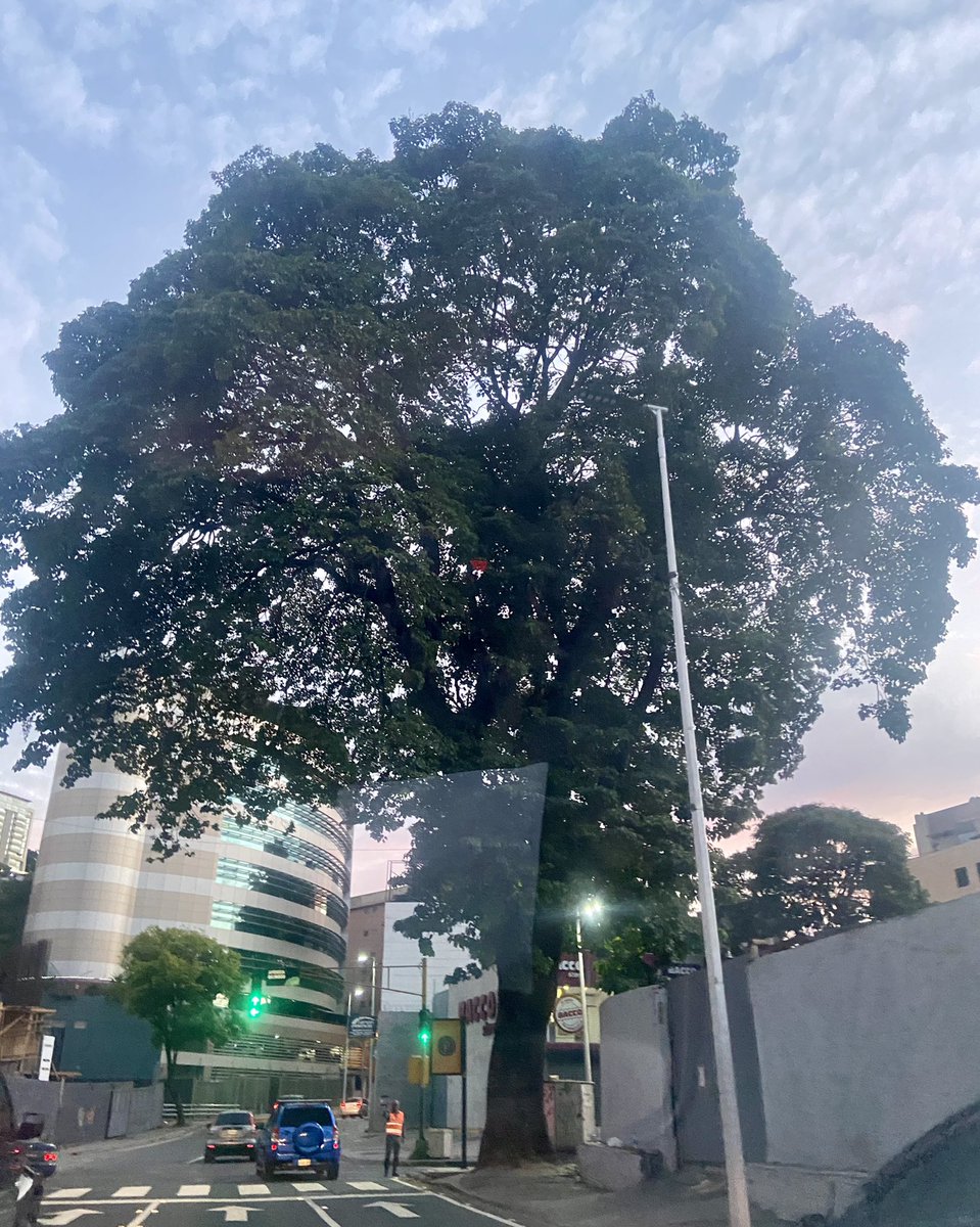 Amigos cuidemos este hermoso árbol!!! Todos atentos , es uno de los Pocos sobrevivientes en Las Mercedes, Baruta.