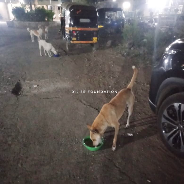 Team Dil Se Foundation feeds stray animals everyday.

#servingispraising 
#dilsefoundation #indiedogs #helpstrays #helpindiedogs #eachonefeedone #helpstraydogs #indie #cutedogs #humanity #kindness #beinghooman #pawsitive #pawsitivity #india #mumbai