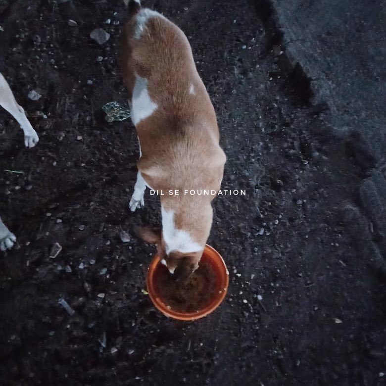 dilseorg's tweet photo. Team Dil Se Foundation feeds stray animals everyday.

#servingispraising 
#dilsefoundation #indiedogs #helpstrays #helpindiedogs #eachonefeedone #helpstraydogs #indie #cutedogs #humanity #kindness #beinghooman #pawsitive #pawsitivity #india #mumbai https://t.co/inNN8vh2Jf