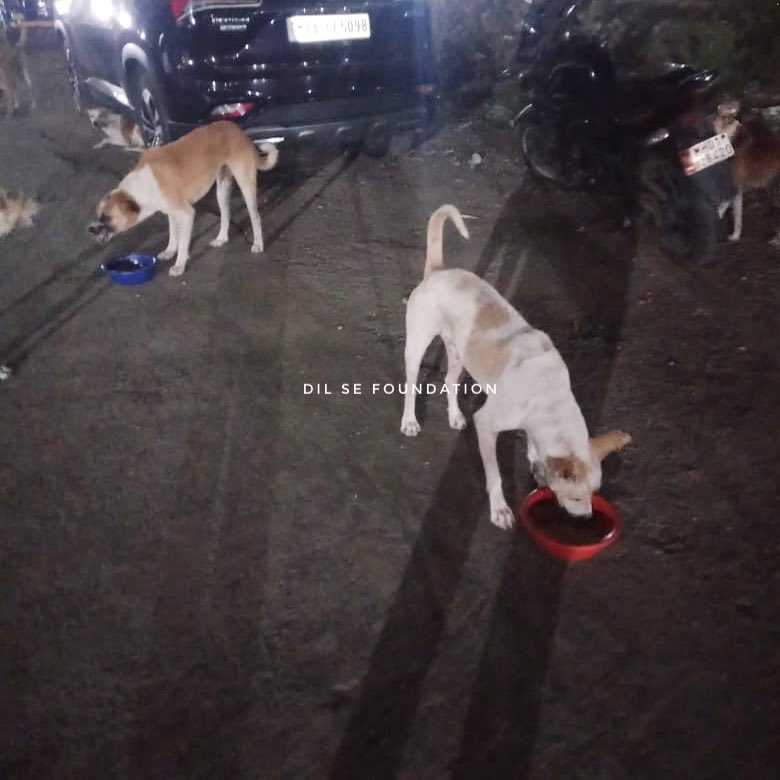 dilseorg's tweet photo. Team Dil Se Foundation feeds stray animals everyday.

#servingispraising 
#dilsefoundation #indiedogs #helpstrays #helpindiedogs #eachonefeedone #helpstraydogs #indie #cutedogs #humanity #kindness #beinghooman #pawsitive #pawsitivity #india #mumbai https://t.co/inNN8vh2Jf
