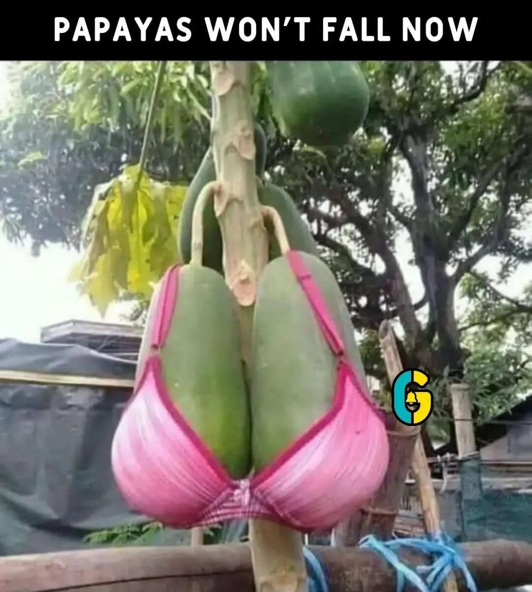 PorElC1's tweet photo. Papayas won't fall now 😂 https://t.co/FDFnx5Gkwg