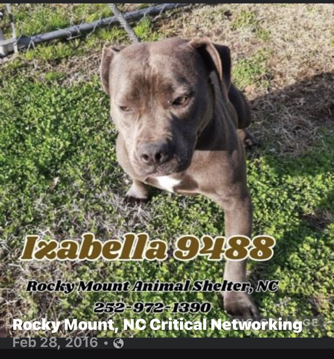 fisherwoman6234's tweet photo. They FORGOT ⁉️⁉️Isabella #RockyMountNC 💔shelter FORGOT to list her on Petfinder and at intake 😤🙄there ineptitud would be comical but they listed her TBK 2/13 by Heart stick💔#Adopt 🔥🔥🆘🆘#FostersSaveLives #Pledge #Rescue 📫jujubee46@gmail.com https://t.co/YXsyXZItbb https://t.co/4QWFfCCIgK