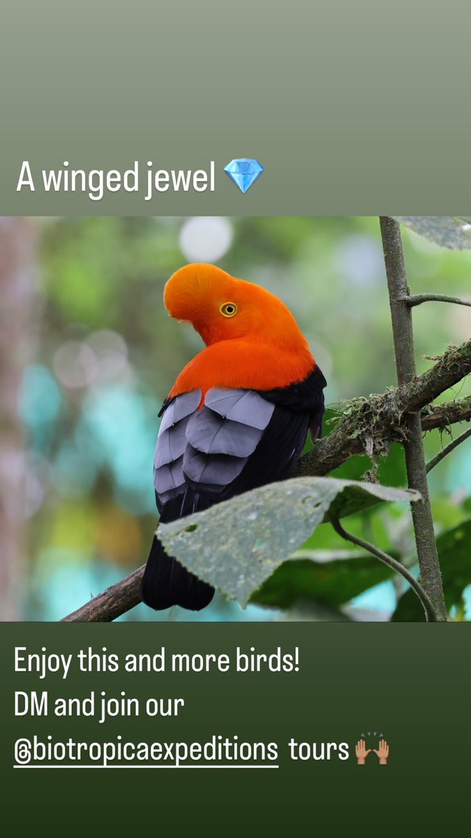 Andean Cock-of-the-rock 
rockstar bird in the cloud forests of the Andes 🏔️ and volcanoes 🌋 

Welcome to #Ecuador 🇪🇨 enjoy its birdlife and diverse habitats

Join our 2023 birding - nature tours! please DM for more details thank you

#SusyNorbybiketravel
#BiotropicaExpeditions