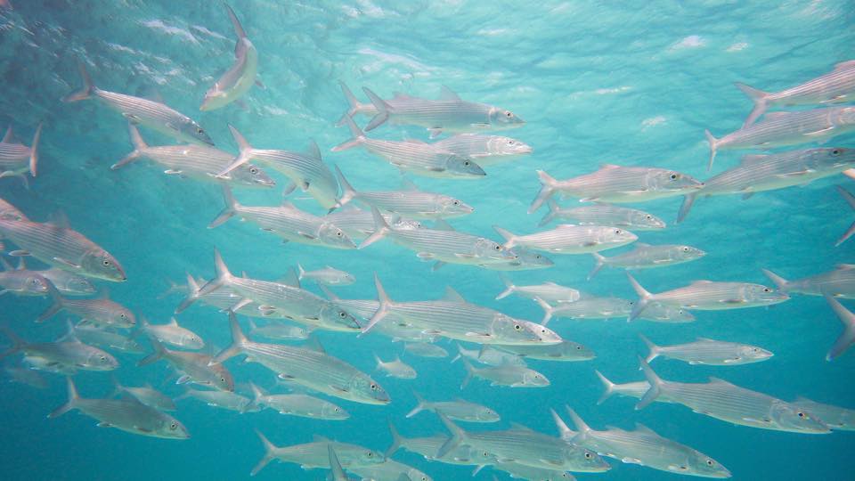 Polyester-spandex and fly fishing come together, right now, over me - flylifemagazine.com/polyester-span…