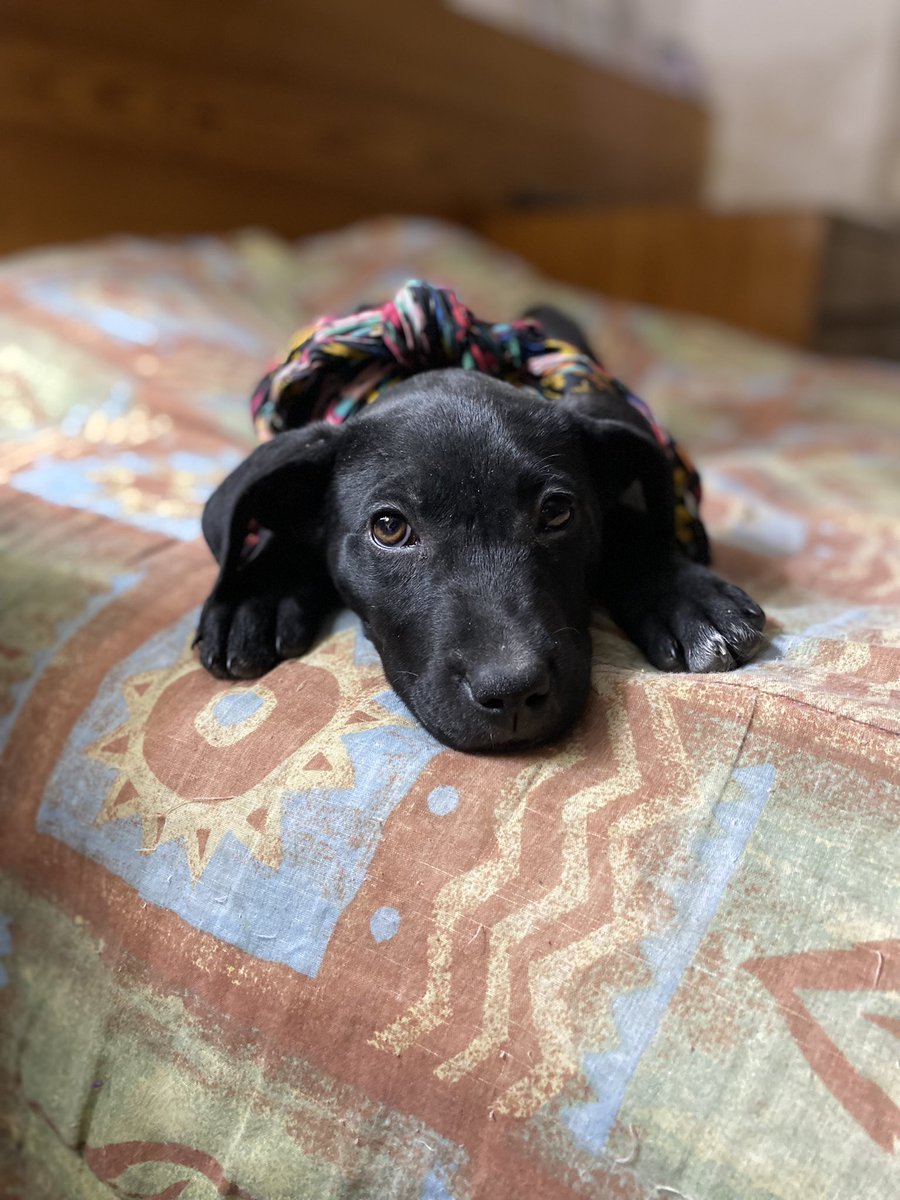 Soy Abrigo, se acuerdan de mí? Soy un cachorro de 3 meses y medio que busca una familia. De cachorrito la pasé muy mal. Nací en la calle y me atacaron. Pero un día me rescataron y me trajeron a un lugar seguro 🥹

Después alguien me adoptó, quiso que yo fuera su perrito, pero