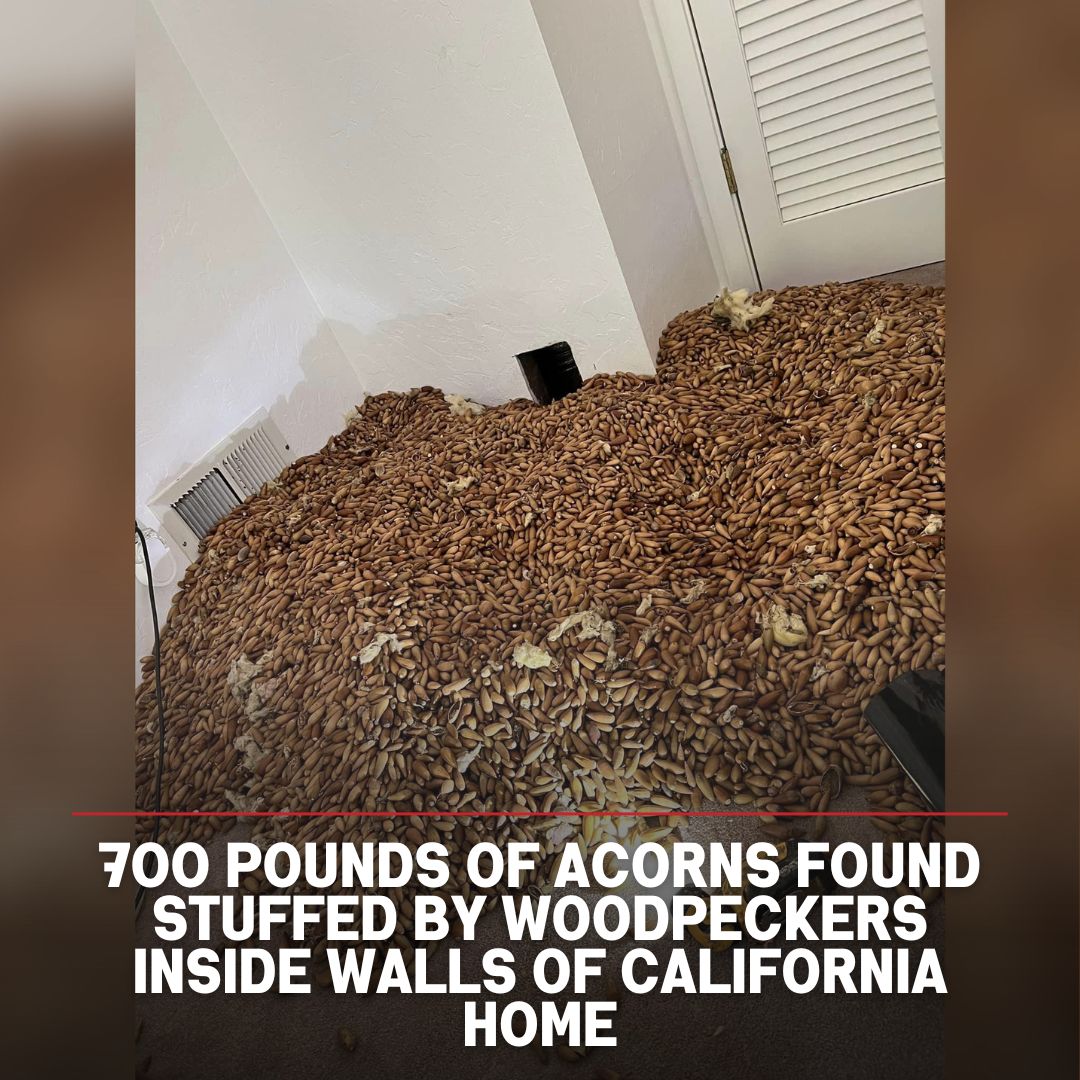 WSVN 7 News on Twitter: "A pair of California woodpeckers are surely