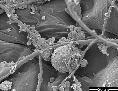 RHUL Biology tweet media