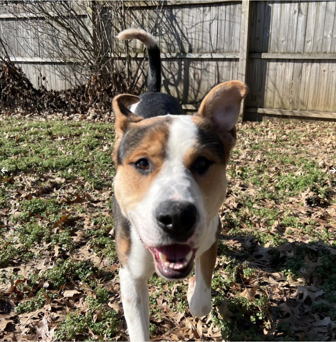 campingwithdogs's tweet photo. ✨ADOPTABLE DOG ALERT✨ Meet Big Thief, a 2-year-old mixed breed coming to steal your heart! ❤️🐾 Big Thief is already house-trained, potty-trained, and is truly the BEST boy! If you are interested in meeting or adopting Big Thief, visit https://t.co/s4DDKx7tVl https://t.co/3fQ9GjkK4t