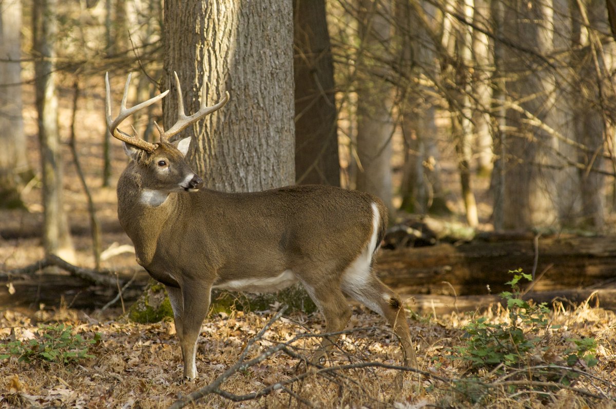 NCWildlife's tweet photo. A sample collected from a hunter-harvested, white-tailed deer in Cumberland County has tested positive for Chronic Wasting Disease (CWD). This is the first case of CWD detected outside of the current surveillance area.

Read more: https://t.co/C4CA0c21F4

#CWD #CWDinNC https://t.co/nB9Er1g3oQ
