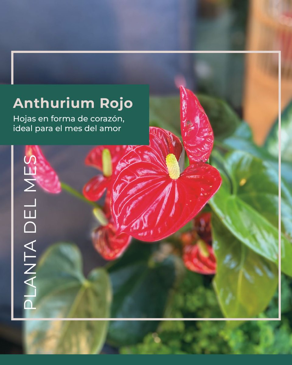 En el mes del amor hemos elegido como protagonista al Anthurium: una planta con hoja en forma de corazón ❤️ ideal incluso para los que no tienen experiencia en el mundo "plantil" 😜