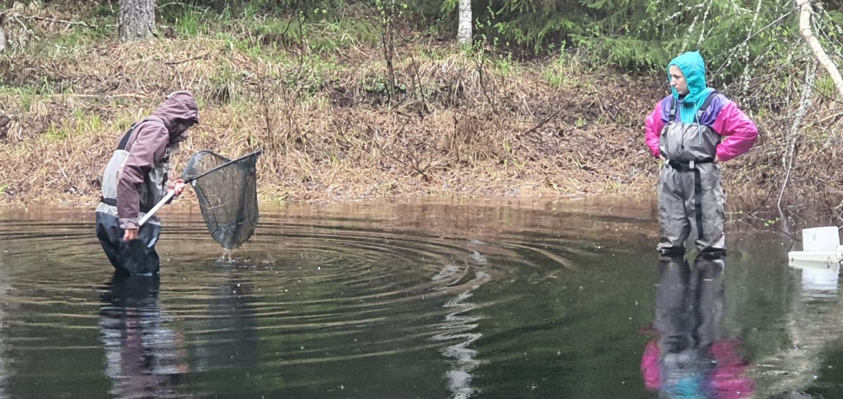 CCBlanchet's tweet photo. @parasiteecology Here's a rather funny picture. Not so difficult, just rain in a difficult pond to access in Finland. ☺️ https://t.co/QmV3e6RDm1