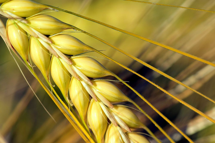 BreadBakersIrl's tweet photo. Understanding food hypersensitivities is important, especially in a world where there is a lot of misinformation on the topic of food allergies and food intolerances... Find out more here ๐
https://t.co/toKYe5Fkyb
#DidYouKnow? #IBBA #IrishBread #BreadFacts https://t.co/chPnEplTpc