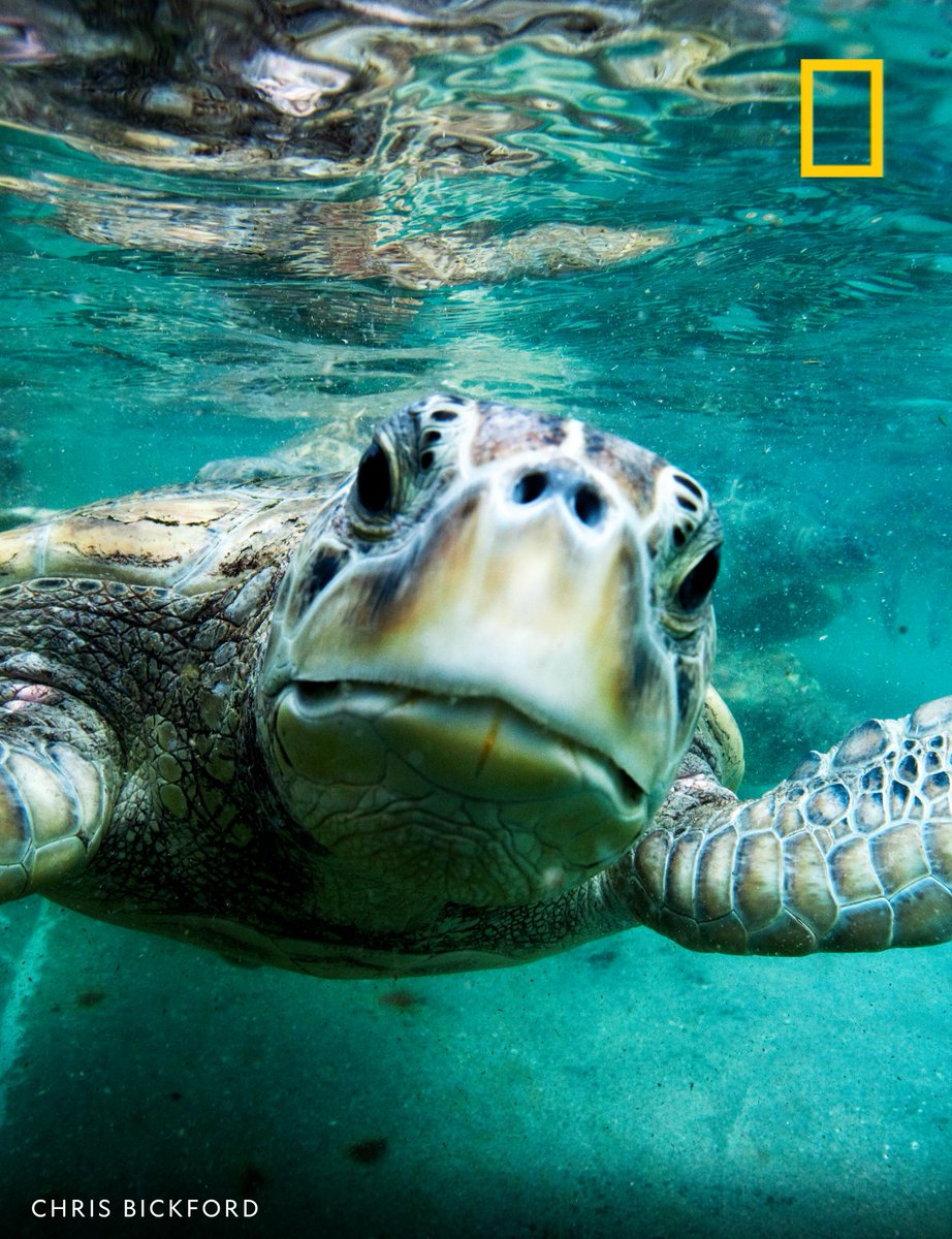 National Geographic on Twitter "A curious sea turtle stares at the