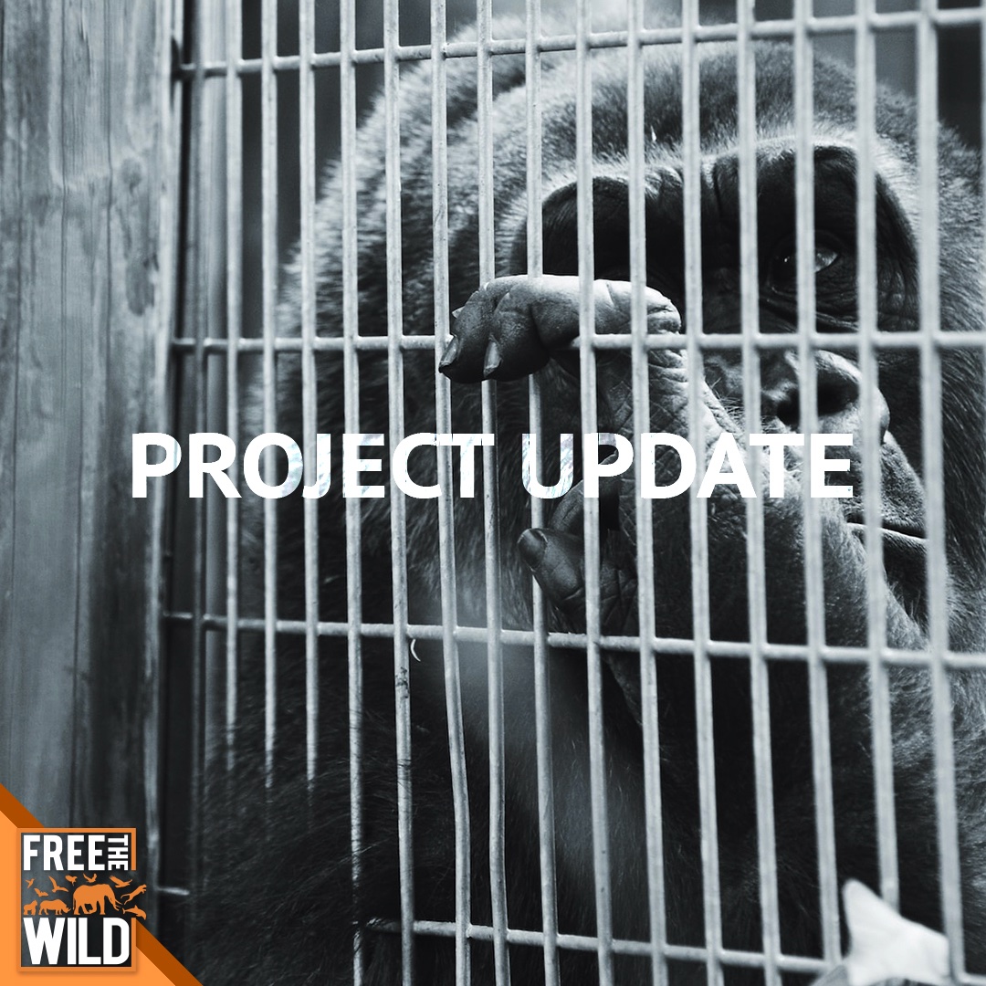 FTW Update: Lucy's Assessment results due by March, new approach for Bua Noi, investigating rescues in Ukraine, large-scale relocation in Central America & developing self-sustaining nature reserves in Pakistan & Botswana. Stay tuned! FTW 🧡 #ftw #FreeTheWild #AnimalWelfare