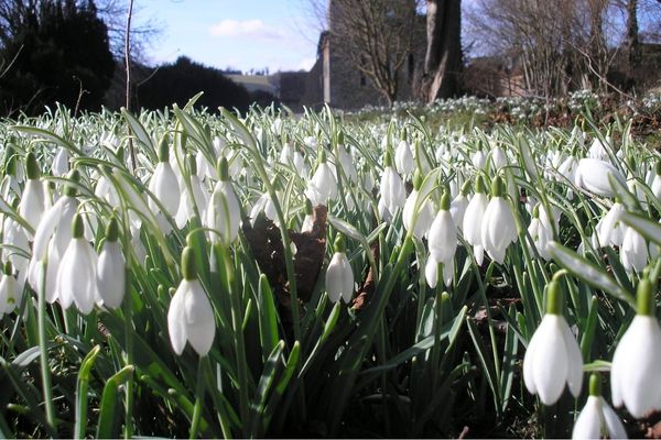 SENSATIONAL SNOWDROPS! Click here to find Essex walks where you'll see them in abundance: bit.ly/3x7KXdK #snowdropwalks #essexsnowdrops #essexwalks #snowdrops
