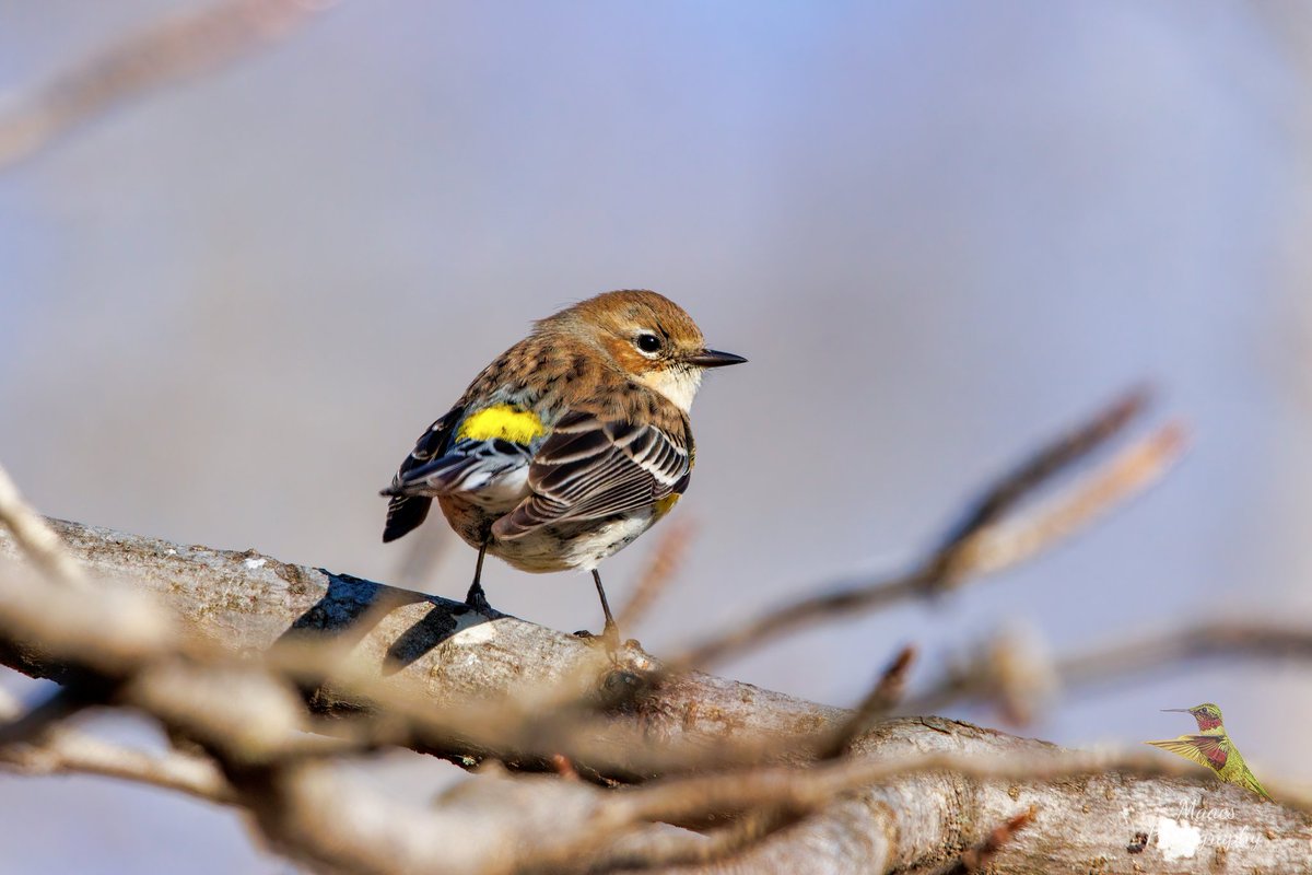 gone_mac's tweet photo. Warbler Wednesday?
#YellowrumpedWarbler, aka #MyrtleWarbler, aka #ButterButt
#TwitterNatureCommunity #wildlifephotography #birds #birdphotography #birding #BirdTwitter @birdsunlimited @Lancswildlife @birdsblooms @NatGeoPhotos #canonphotography #ShotOnCanon #NaturePhotography https://t.co/qvp7n80v7O