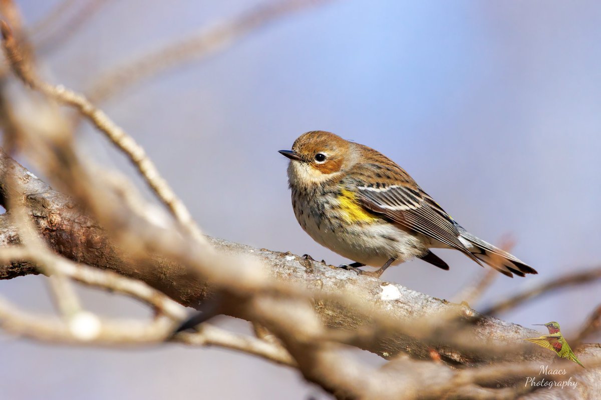gone_mac's tweet photo. Warbler Wednesday?
#YellowrumpedWarbler, aka #MyrtleWarbler, aka #ButterButt
#TwitterNatureCommunity #wildlifephotography #birds #birdphotography #birding #BirdTwitter @birdsunlimited @Lancswildlife @birdsblooms @NatGeoPhotos #canonphotography #ShotOnCanon #NaturePhotography https://t.co/qvp7n80v7O