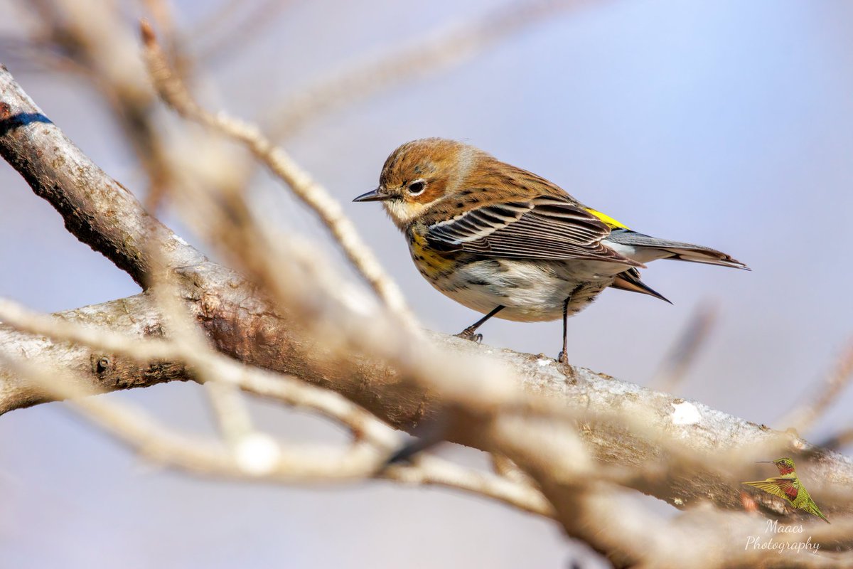 gone_mac's tweet photo. Warbler Wednesday?
#YellowrumpedWarbler, aka #MyrtleWarbler, aka #ButterButt
#TwitterNatureCommunity #wildlifephotography #birds #birdphotography #birding #BirdTwitter @birdsunlimited @Lancswildlife @birdsblooms @NatGeoPhotos #canonphotography #ShotOnCanon #NaturePhotography https://t.co/qvp7n80v7O
