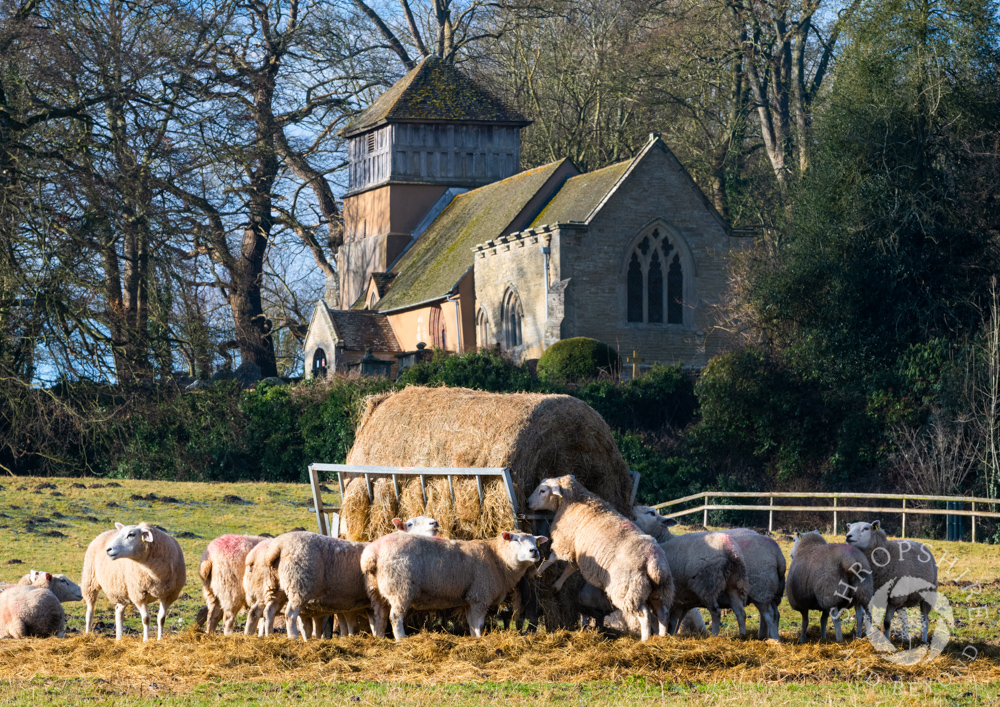 How typically English is this - winter sunshine on sheep near St James’ Church at Shipton, in the Corvedale. I was driving past and just had to stop when I spotted that it was feeding time. Appropriately, it is thought that the name Shipton means ‘sheep farm’. #Shropshire
