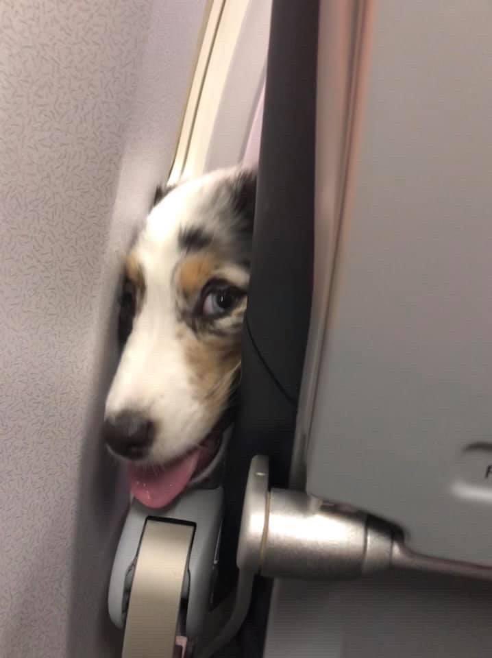 Here's a pup on their very first plane ride. Wondering if you know how this thing is flying. And also if you have any extra pretzels. 12/10