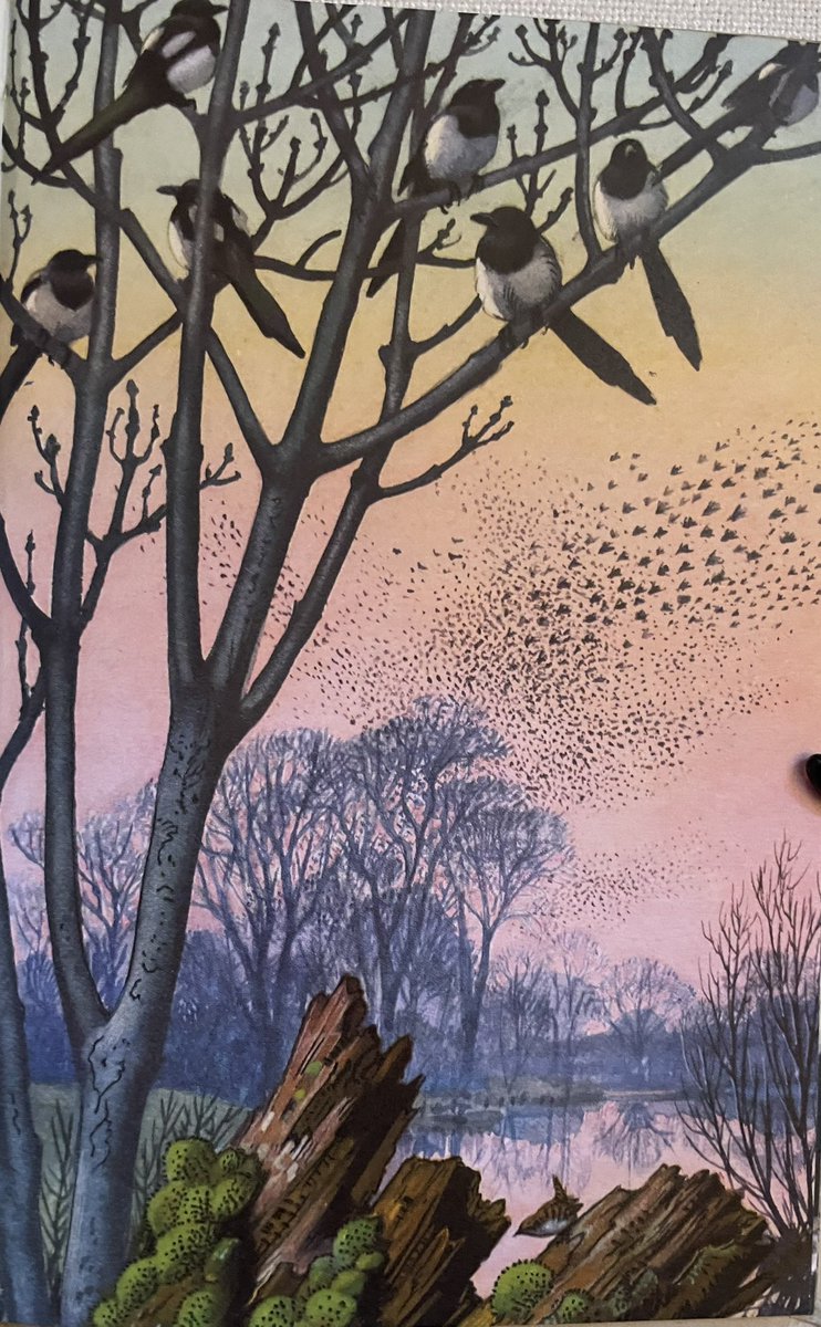 Boyhood treasure & influence - ‘Starlings flying in converging flocks towards their roosting place in the trees beyond the lake… Their chatterings can be heard from far away and so can the whirring of their passing wing beats.’ 
#CFTunnicliffe #ELGrantWatson #ladybirdbooks