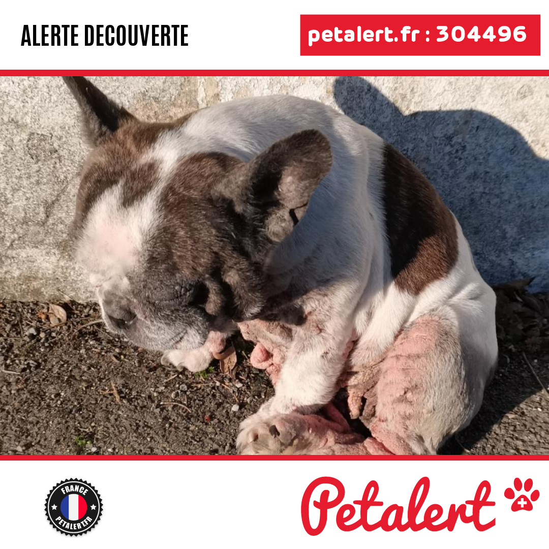 petalert_france's tweet photo. Trouvé #Chien #LoireAtlantique #Prefailles #Petalert #PetAlert44 / https://t.co/o5kMPt6EqO https://t.co/QCwZYBciOz