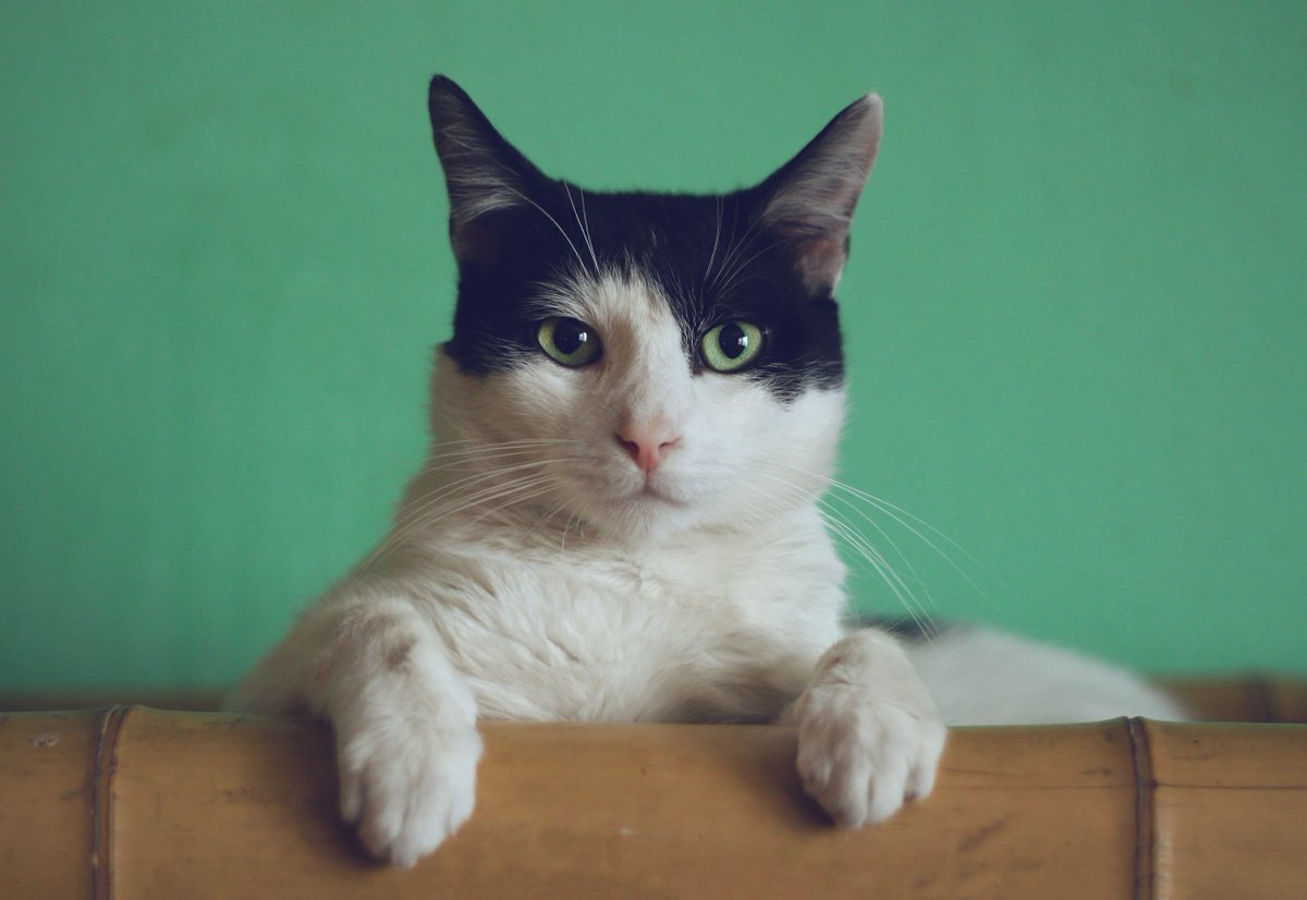 DuesUnion's tweet photo. Who makes it into my top drawer of union negotiators and what makes some people so darn good? The latest #UnionDays has the answer! Listen at https://t.co/plDIQXZzNN. Companion blog at https://t.co/gP57VwezkZ. And here's a cat. https://t.co/cmbq3mWUYv