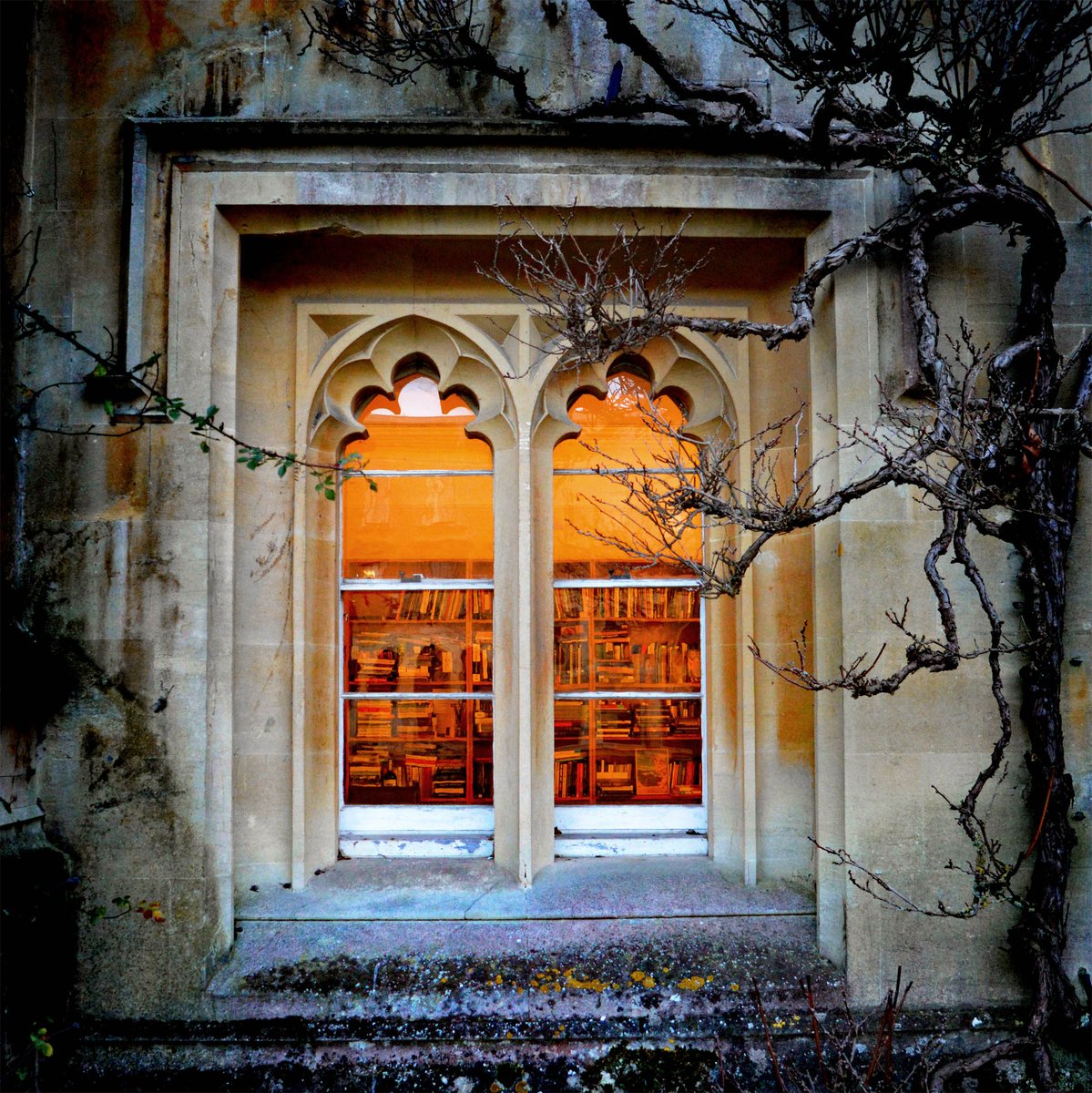 magdalenoxford's tweet photo. Inviting window @magdalenoxford with Rackhamesque branches https://t.co/UzCsfKcmIN