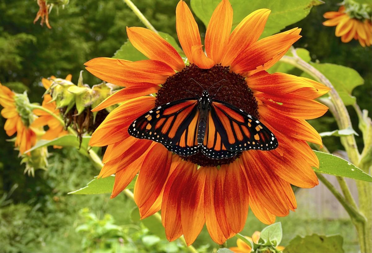 Natureworks Garden Center & Landscaping tweet media