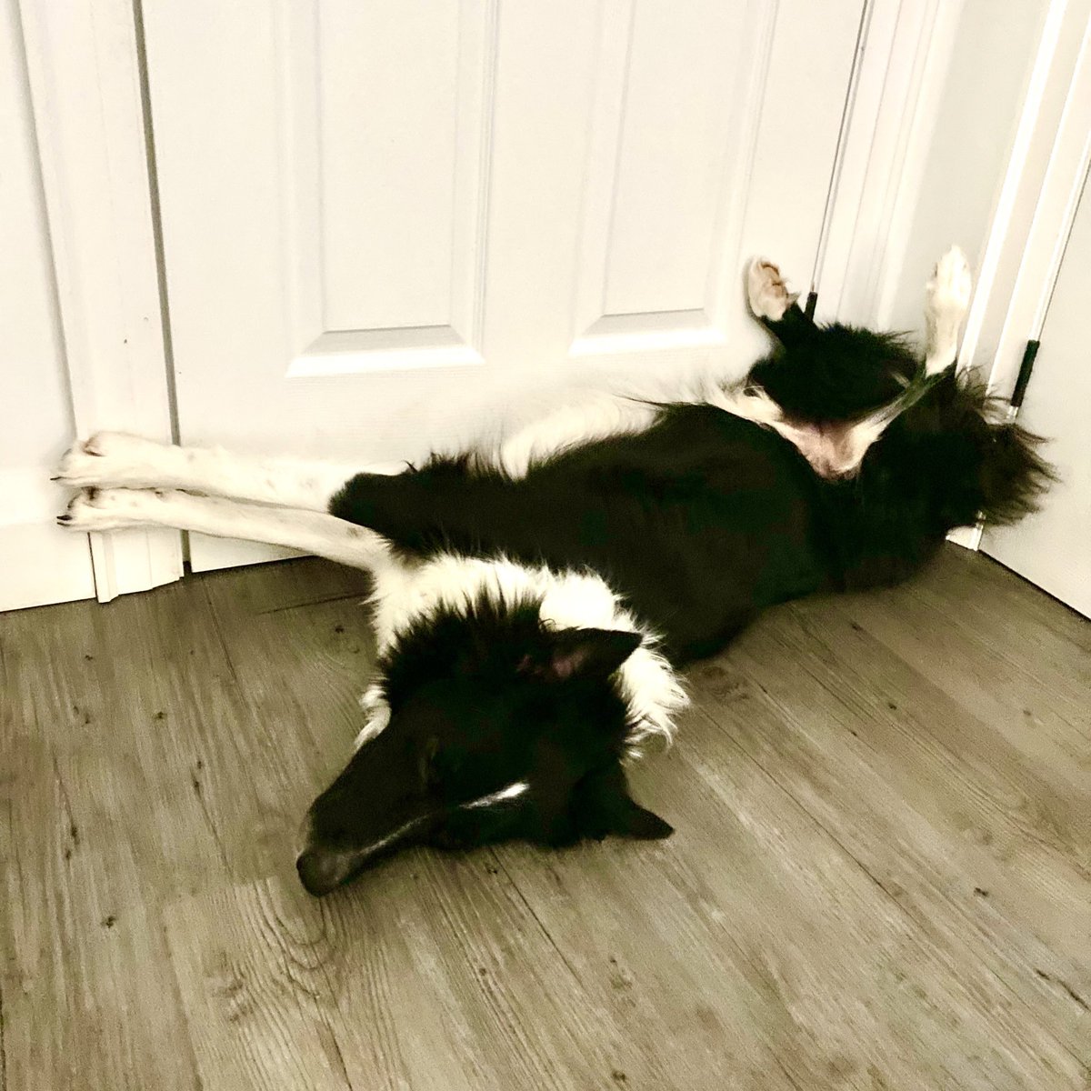 vcultimate's tweet photo. Midweek self care reminder. #petsofultimate https://t.co/N3AytTBuIS
