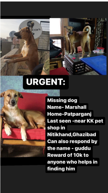 TheViditsharma's tweet photo. Please Help is sharting, Please Help in finding this lost dog 
#Dogs
#Noida https://t.co/Jl95vfADTb